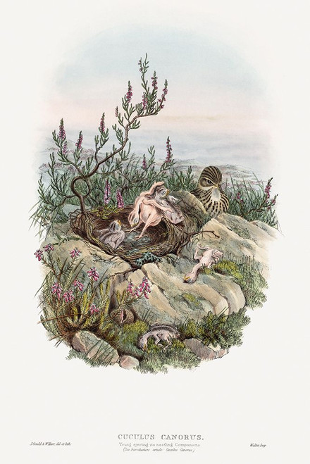 The birds of Great Britain-Cuculus Canorus Poster Print - John Gould # VARPDX65294