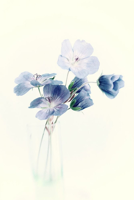 Blue Poster Print - Judy Stalus # VARPDX82252