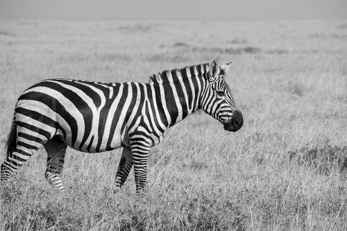 Africa-Kenya-Ol Pejeta Conservancy-Bruchells zebra-Equus burchellii-in grassland habitat, Poster Print - Cindy Miller Hopkins # VARPDXAF21CMI0056