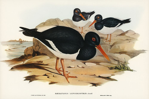 White-breasted Oyster-Catcher-Haematopus longirostris Poster Print - John Gould # VARPDX65274