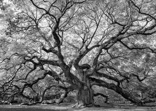 Angel Oak BAndW Poster Print - Danny Head # VARPDX208611