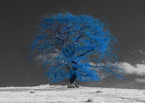 Tree on a hill-blue Poster Print - Assaf Frank # VARPDXAF201911102933PanoPC52