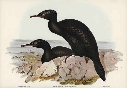 Groove-billed Cormorant-Phalacrocorax sulcirostris Poster Print - John Gould # VARPDX65280