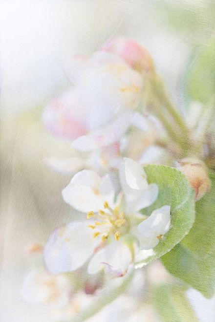 Sunlit Blossom Poster Print - Judy Stalus # VARPDX82212