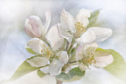 Spring Blossoms Poster Print - Judy Stalus # VARPDX82209