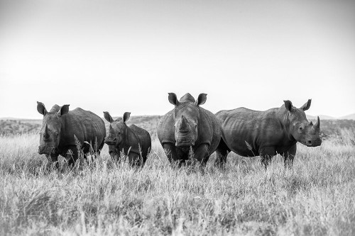 Musketeers Poster Print - Jaco Marx # VARPDX2084095