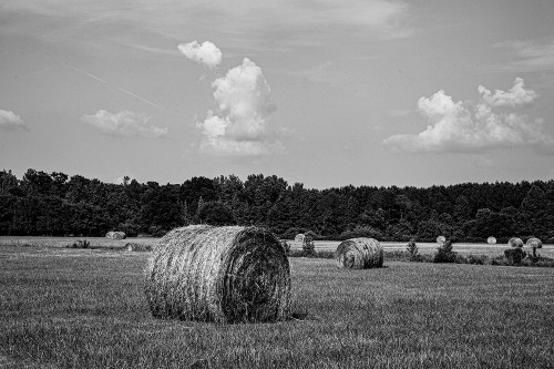 Carrollton-Alabama Poster Print - Carol Highsmith # VARPDX67484