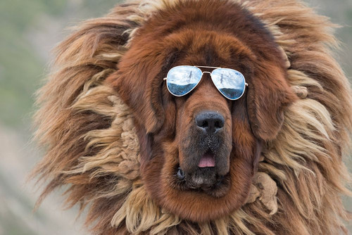 Tibetan Mastiff wearing sun glasses-Tibet-China Poster Print - Keren Su # VARPDXAS07KSU2957