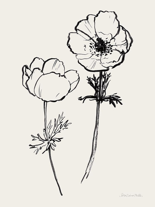 Ink Anemones II Black Poster Print - Sara Zieve Miller # VARPDX79236