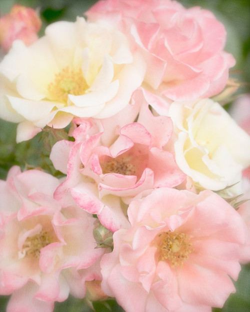 Roses Poster Print - Judy Stalus # VARPDX82183