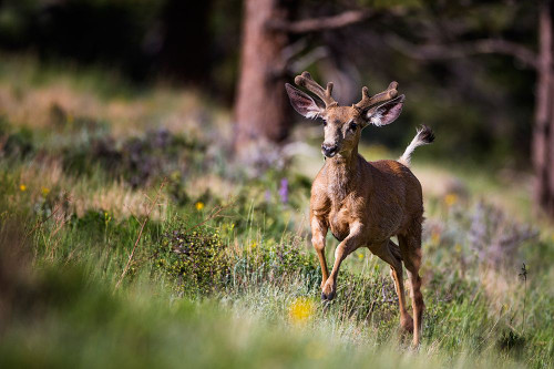 Happyyyyyyy... Poster Print - Verdon # VARPDX626307