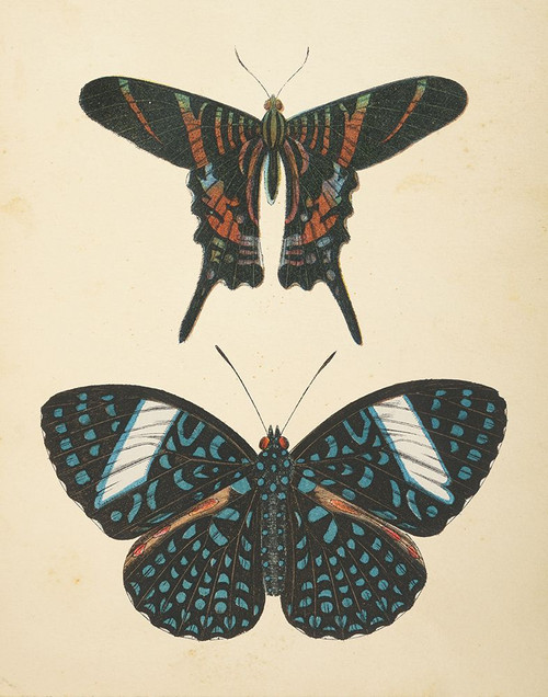 Papillons II Poster Print - Wild Apple Portfolio # VARPDX72303