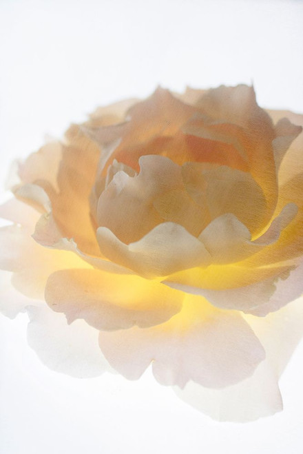 Luminance Poster Print - Judy Stalus # VARPDX82176