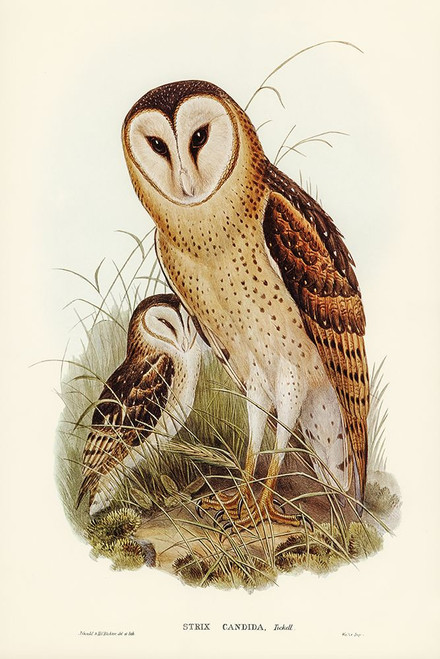 Grass-Owl-Strix candida Poster Print - John Gould # VARPDX65174