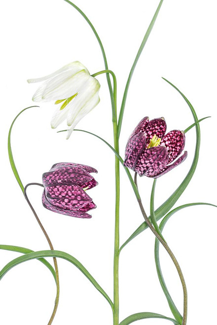 Snakes Head Fritillary Poster Print - Mandy Disher # VARPDX1317052