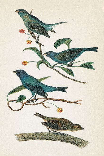 Indigo Bunting Bright Poster Print - Wild Apple Portfolio # VARPDX76126