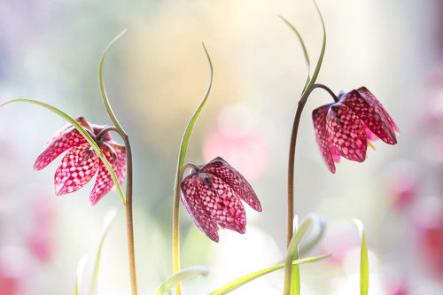 Snakes Head Fritillary Poster Print - Mandy Disher # VARPDX1317043