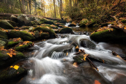 Fallen Leaves III Poster Print - Danny Head # VARPDX218745