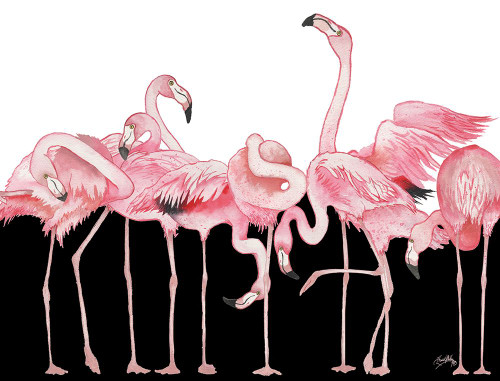 Black And White Meets Flamingos Poster Print - Elizabeth Medley # VARPDX17749AA