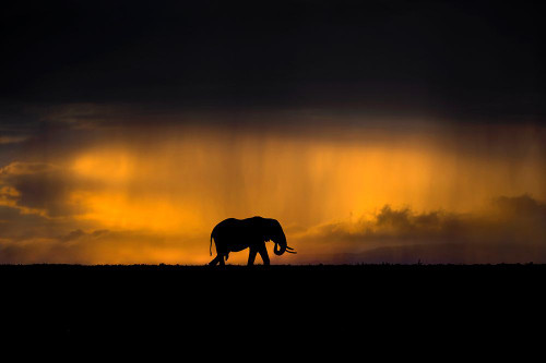 Elephant In A Rain Storm At Sunset Poster Print - Xavier Ortega # VARPDX1772247