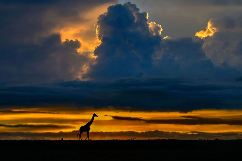 Giraffe At Sunset Poster Print - Xavier Ortega # VARPDX2331196