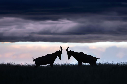 Topis fighting Poster Print - Xavier Ortega # VARPDX2257980