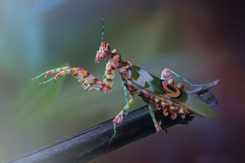 9 Poster Print - Jimmy Hoffman # VARPDX1769068