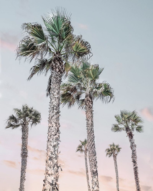 Palm Up II Poster Print - Natalie Carpentieri # VARPDX47244