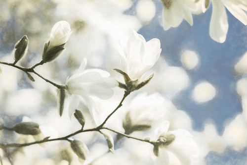 Unfolding Beauty Poster Print - Lars Van de Goor # VARPDX43929