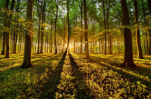 Forrest Light Poster Print - Keller # VARPDX2329884