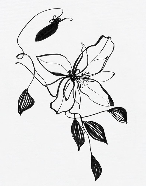 Wild Clematis I Poster Print - Sally Swatland # VARPDX47066