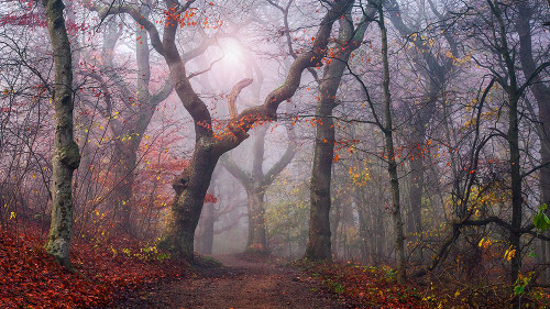 Walking The Old Path. Poster Print - Leif Londal # VARPDX1136629