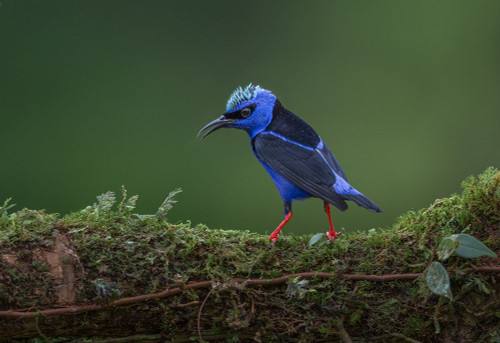 Little But Fierce Poster Print - Greg Barsh # VARPDX1275218