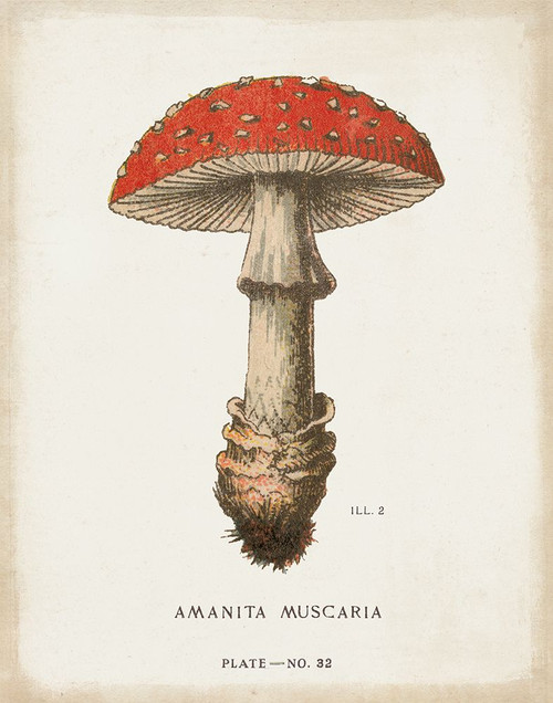 Mushroom Study II Poster Print - Wild Apple Portfolio # VARPDX74154