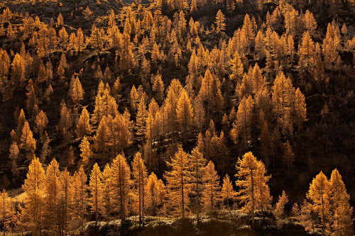 Larches In Autumn Poster Print - Michel Manzoni # VARPDX2048620