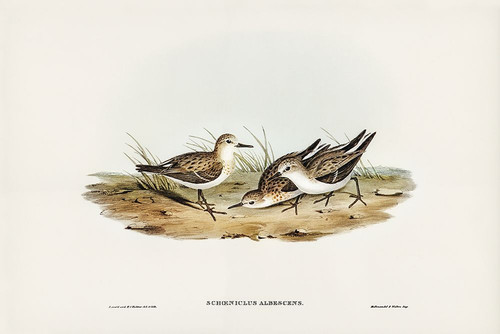 Little Sandpiper-Schoeniclus Aalbescens Poster Print - John Gould # VARPDX65903