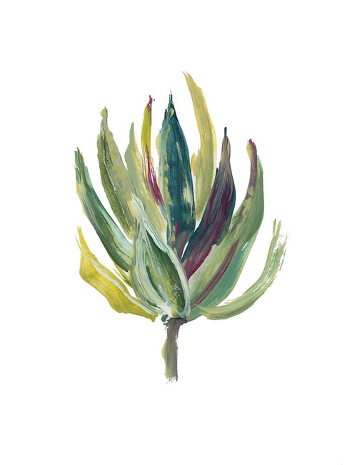 Succulent II Poster Print - Lanie Loreth # VARPDX14963A