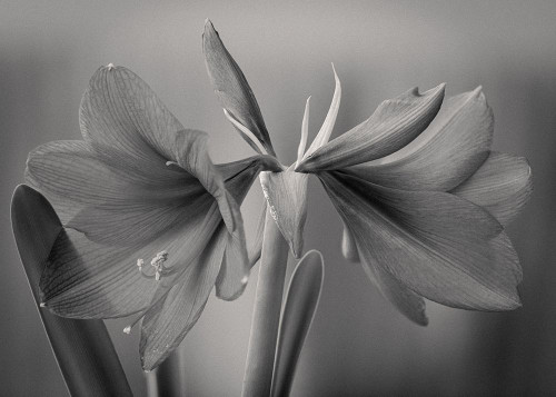 Elegance Poster Print - Jan Rauwerdink # VARPDX2174237