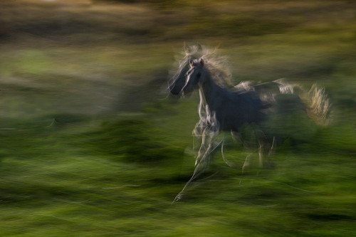 Galloping Poster Print - Milan Malovrh # VARPDX2328740