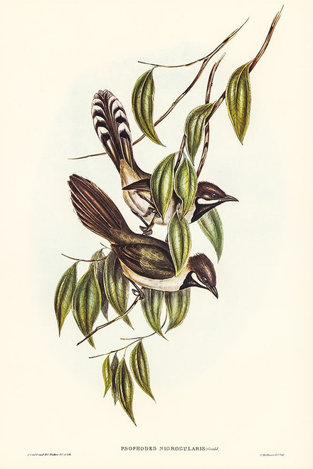 Black-throated Psophodes-Psophodes nigrogularis Poster Print - John Gould # VARPDX65893