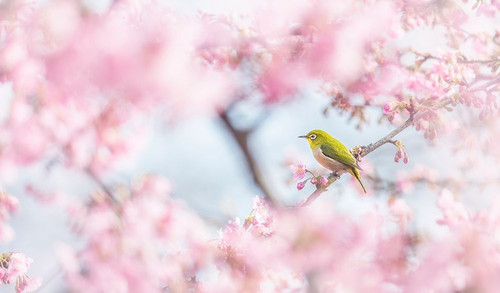 Cherry-Blossom Color Poster Print - Takashi Suzuki # VARPDX1667379