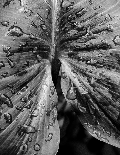 Leafy Looks Poster Print - Elizabeth Allen # VARPDX2299222