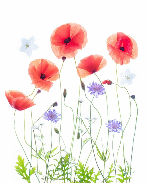 Poppy Garden Poster Print - Sharon Williams # VARPDX1916882