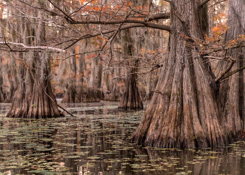 On the Bayou I Poster Print - Danny Head # VARPDX217166