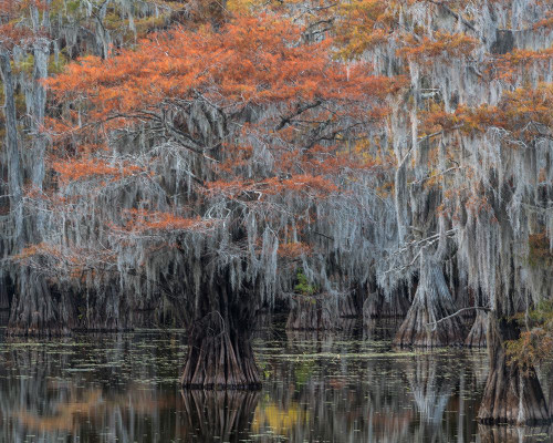 Autumn Orange Poster Print - Danny Head # VARPDX217119