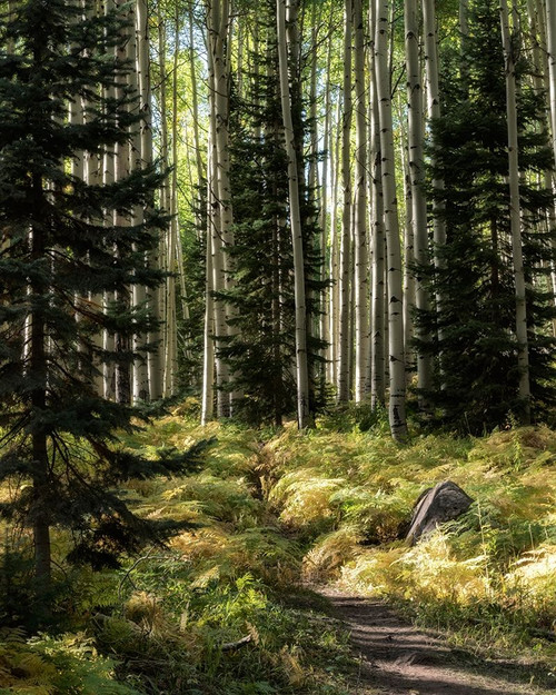 High Country Poster Print - Danny Head # VARPDX203465