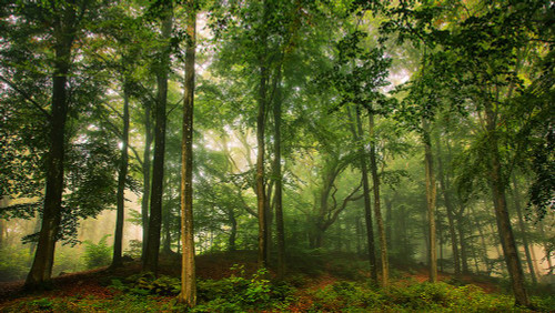Welcome In The Forest. Poster Print - Leif Londal # VARPDX1432817