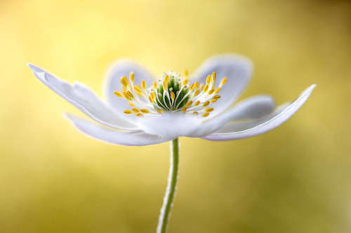 Wood Anemone Poster Print - Mandy Disher # VARPDX1310775