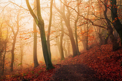 Wake up forest. Poster Print - Leif Londal # VARPDX2222031