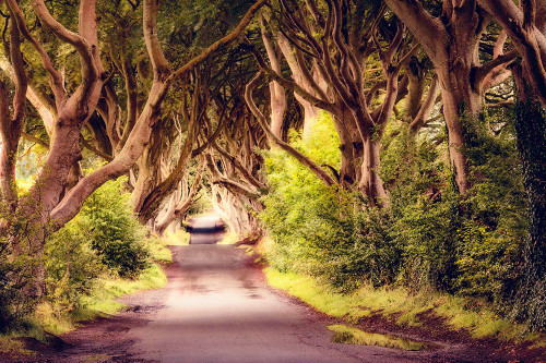 Wicked Trees Path Poster Print - Andy Amos # VARPDX14023HB